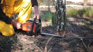 Best Emergency Tree Removal  in Pinehurst, ID