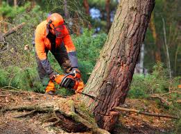 Best Arborist Consultation Services  in Pinehurst, ID