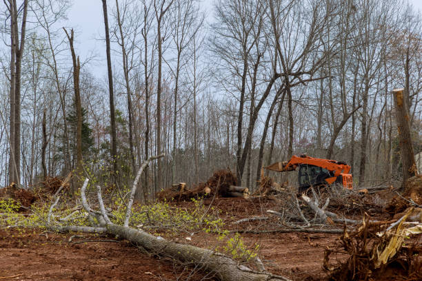 Best Tree Trimming and Pruning  in Pinehurst, ID