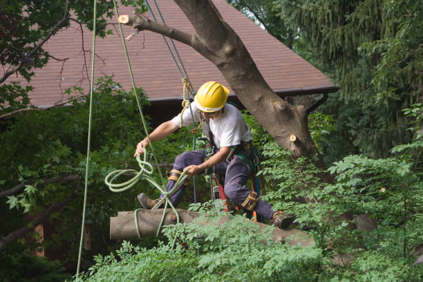 Reliable Pinehurst, ID Tree Care Solutions