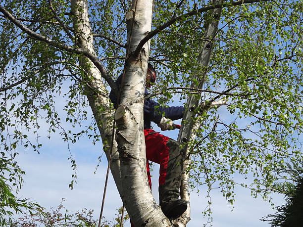 Best Root Management and Removal  in Pinehurst, ID