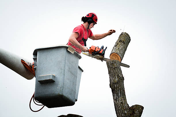 Best Tree Health Inspection  in Pinehurst, ID